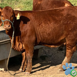 beefmaster cows for sale