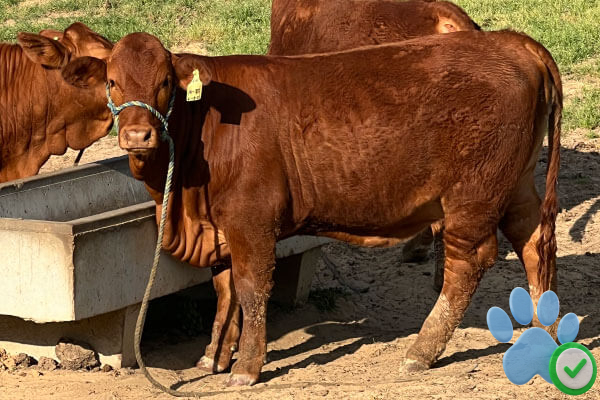 beefmaster cows for sale
