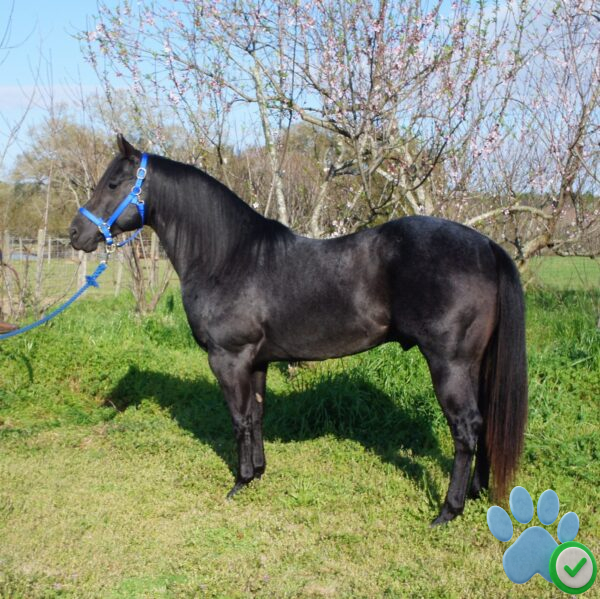 Black Quarter Horse For Sale