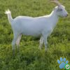 CWR Beauregard's goat for sale 