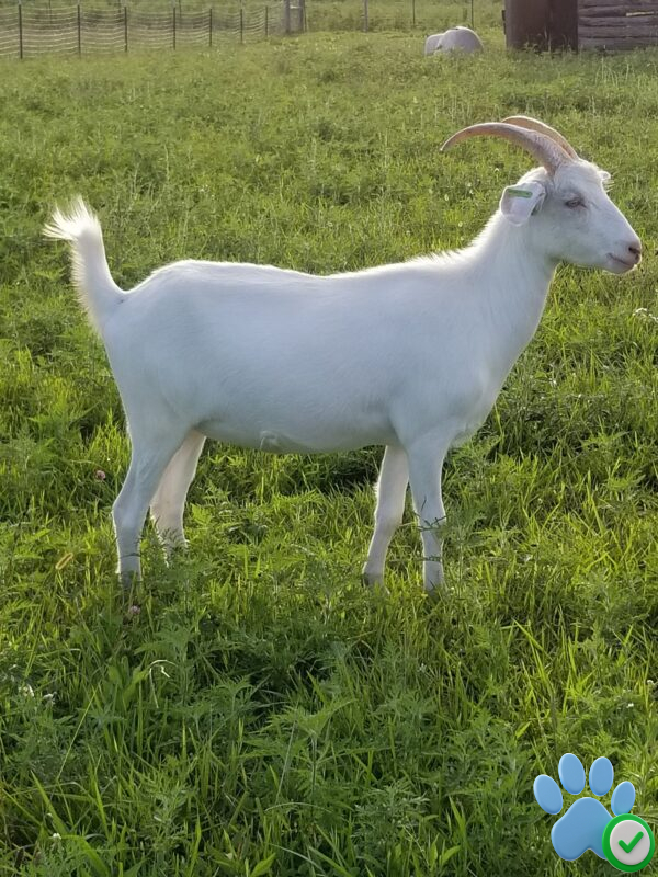 CWR Beauregard's goat for sale 