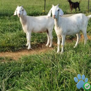 goats for sale near me