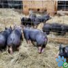 feeder pigs for sale near me