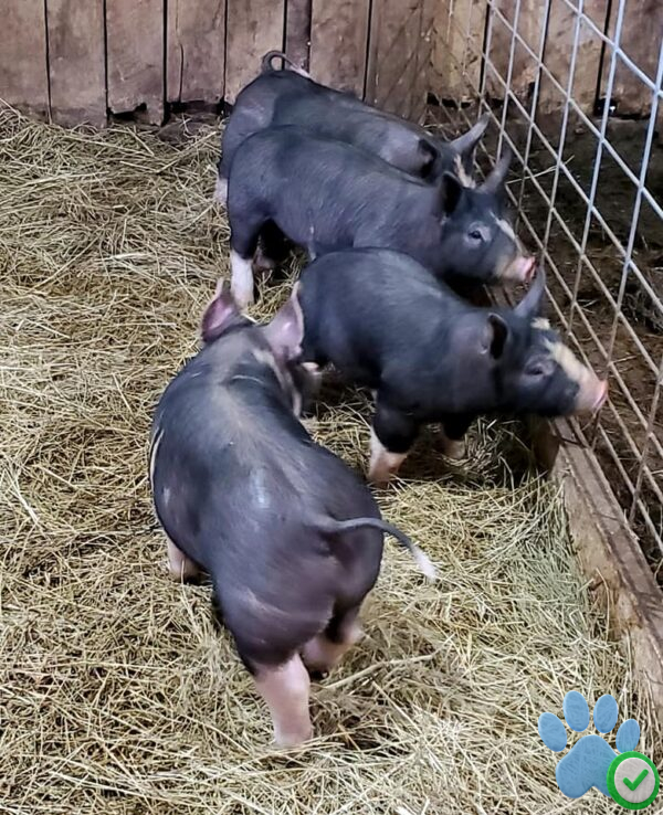 feeder pigs for sale near me