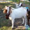 boer goats for sale