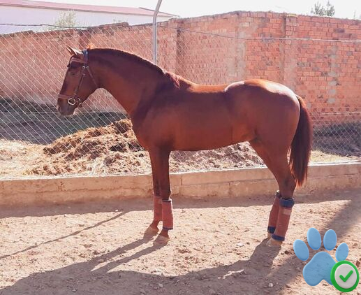 chestnut mare horse for sale