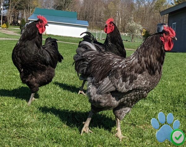 Jersey Giant Chicken For Sale
