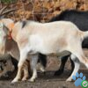 Kiko Goats For Sale
