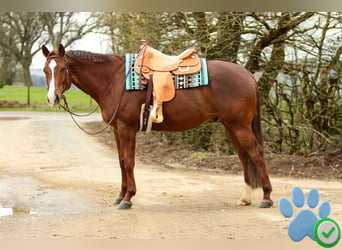 chestnut mare horse for sale