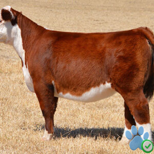 Hereford Bulls For Sale