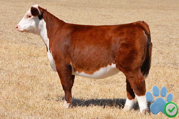 Hereford Bulls For Sale