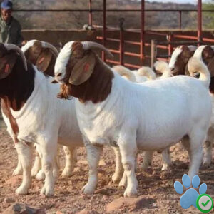 boer goats for sale near me