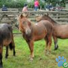 dartmoor ponies for sale
