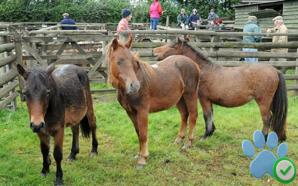 dartmoor ponies for sale