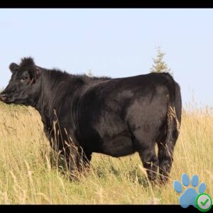 Angus Bred Heifers For Sale