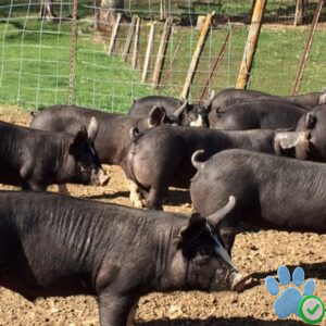 Berkshire Pigs for Sale