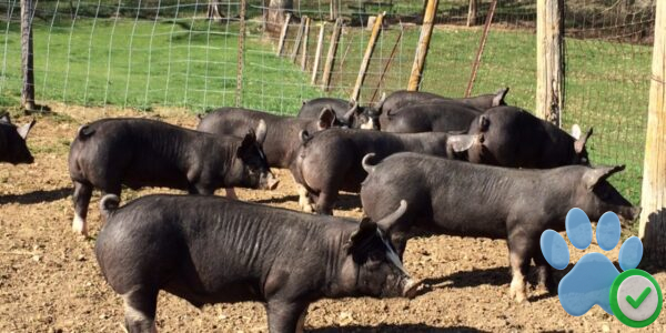 Berkshire Pigs for Sale