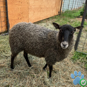 Gotland Sheep For Sale