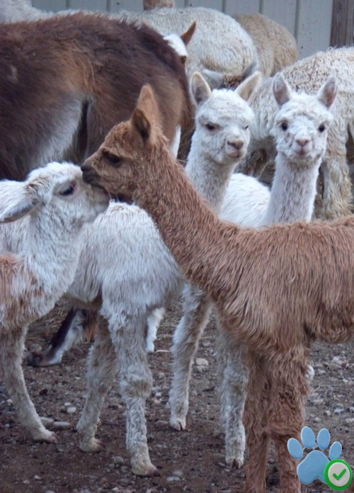 Huacaya alpaca for sale