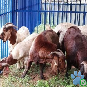 boer goats for sale