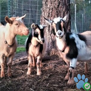 Nigerian Dwarf goats For Sale