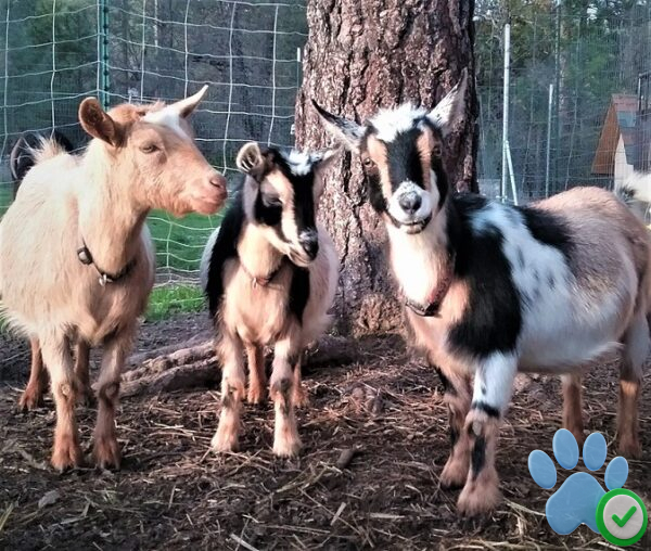 Nigerian Dwarf goats For Sale