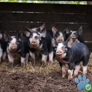 berkshire pigs for sale