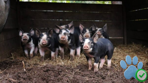 berkshire pigs for sale